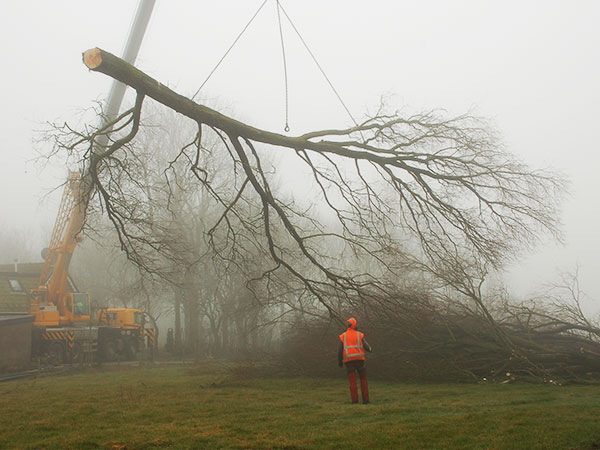 Boom snoeien met hoogwerken